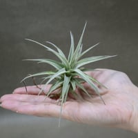 レクルビフォリア サブセクンディフォリア クランプ 09号 | air-plants