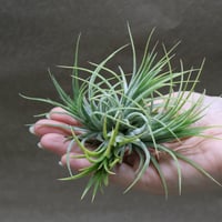 カシノキラン 65号 | air-plants TENGU-DO