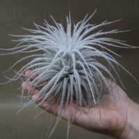 エリック ノブロック （ブラキカウロス×ストレプトフィラ）18号 | air