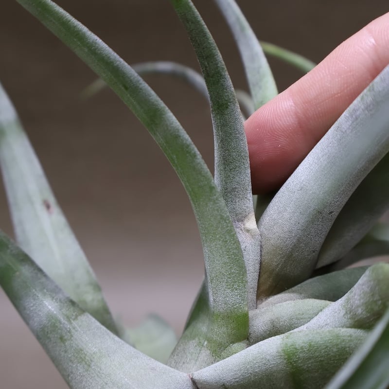 フレクスオーサ ヴィヴィパラ 27号 | air-plants TENGU-DO