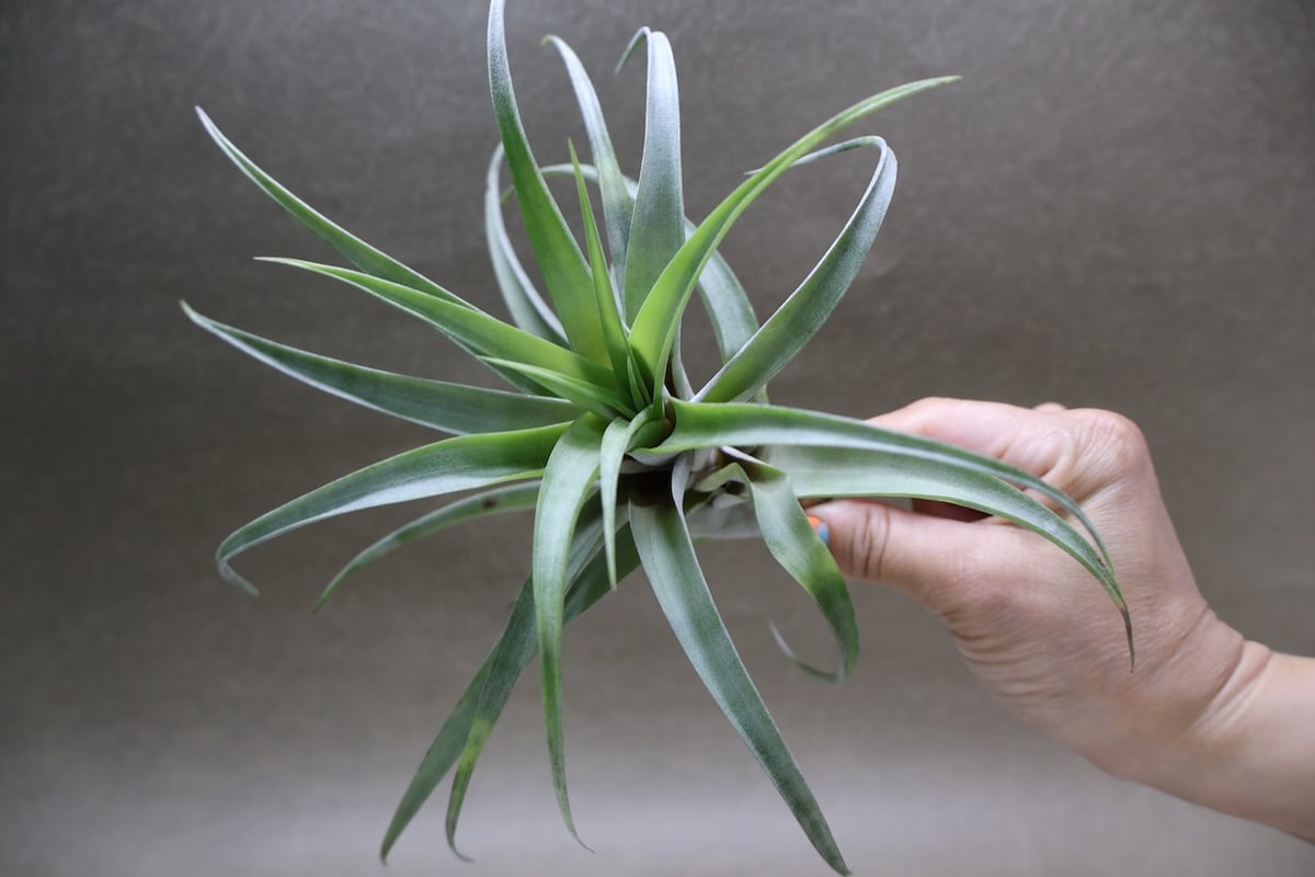 フレクスオーサ ヴィヴィパラ 27号 | air-plants TENGU-DO