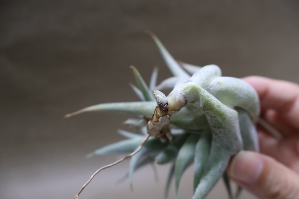 エディシアエ 72号 | air-plants TENGU-DO
