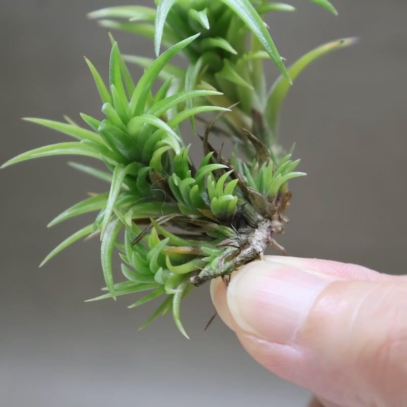 ネグレクタ 24号 | air-plants TENGU-DO