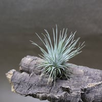 ラブノット（カピタータ×ストレプトフィラ）83号 | air-plants TENGU-DO
