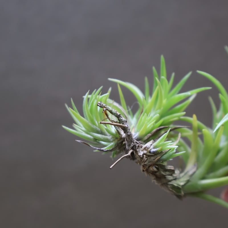 ネグレクタ 24号 | air-plants TENGU-DO
