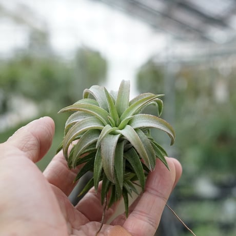 CATEGORY 品種名：I/J/K/L | air-plants TENGU-DO