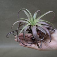 レクルビフォリア サブセクンディフォリア クランプ 09号 | air-plants