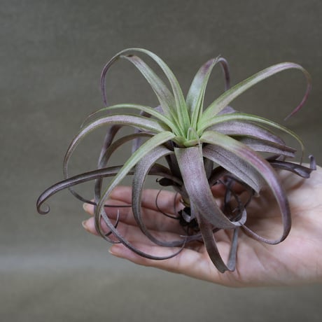 CATEGORY 交配種 | air-plants TENGU-DO