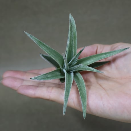 CATEGORY エアープランツ（ティランジア） | air-plants TENGU-DO