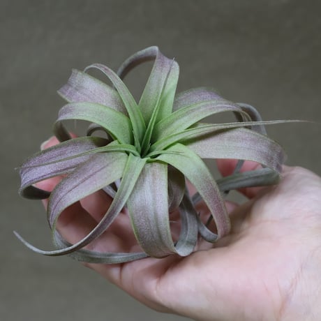CATEGORY 交配種 | air-plants TENGU-DO