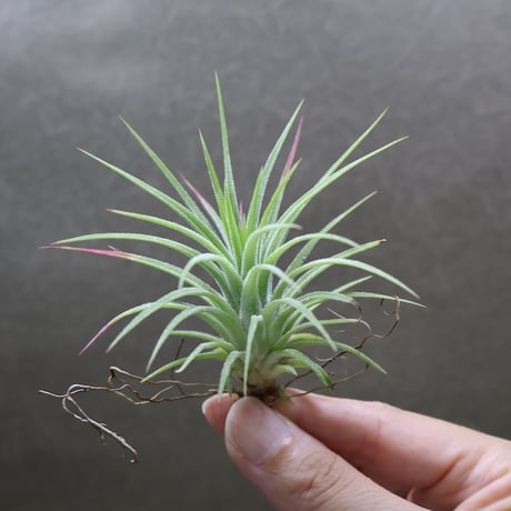 CATEGORY エアープランツ（ティランジア） | air-plants TENGU-DO