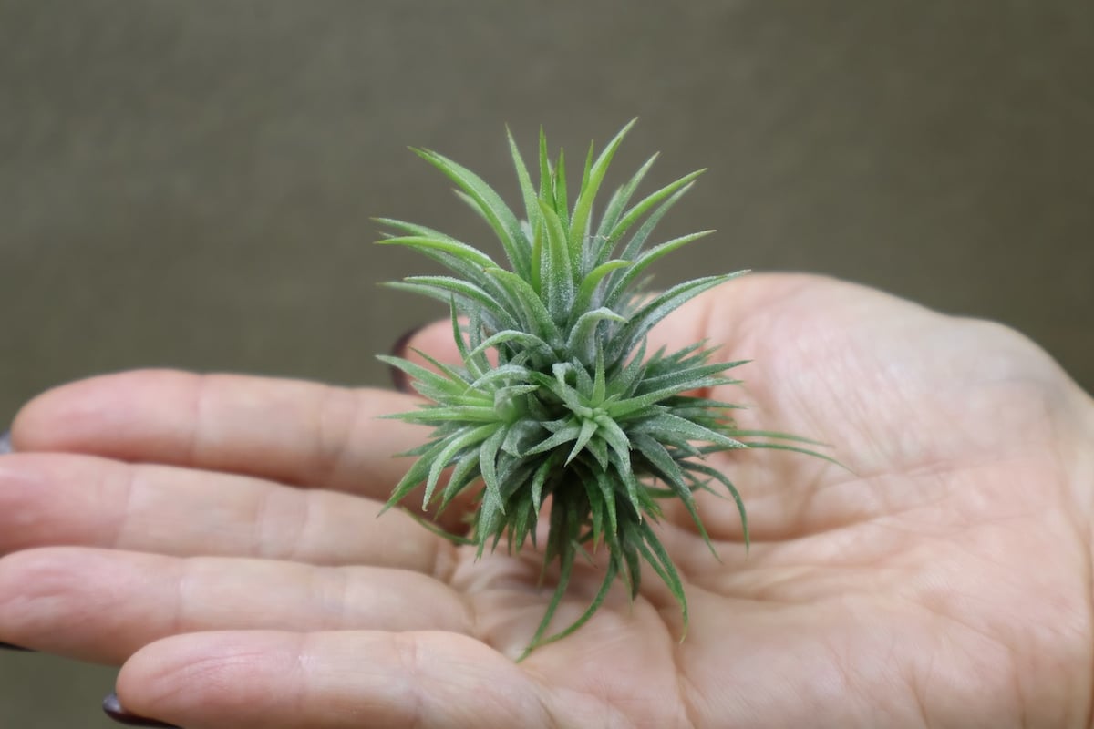 イオナンタ プレアデス 72号 | air-plants TENGU-DO