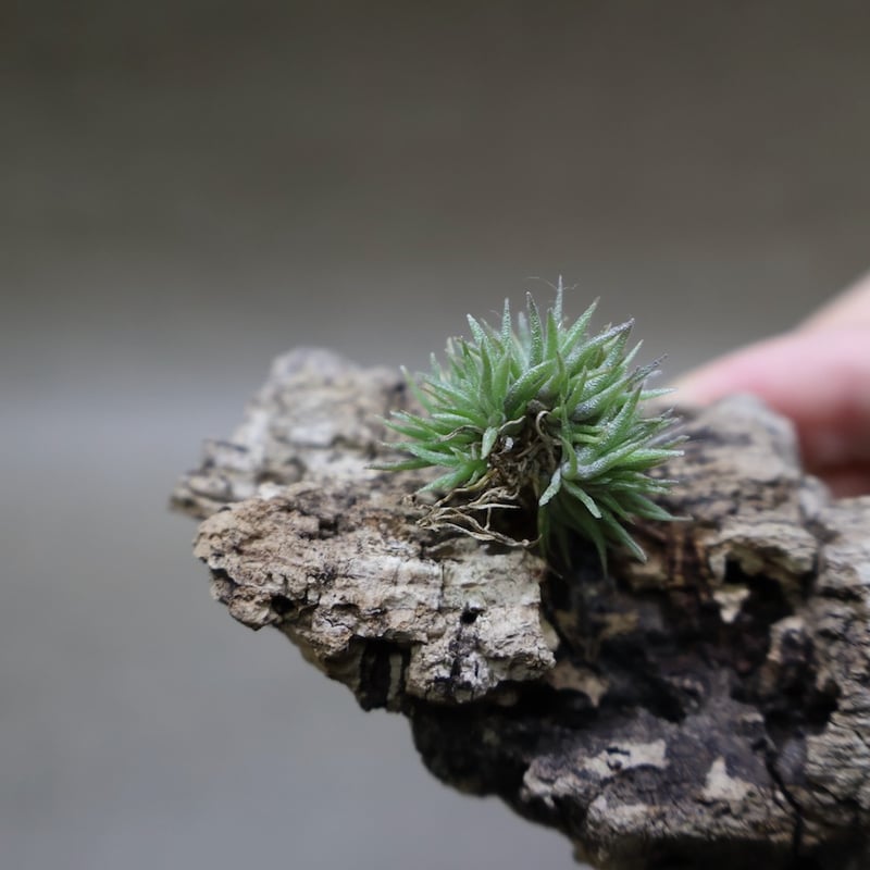 アエラントス テディベア 85号 | air-plants TENGU-DO
