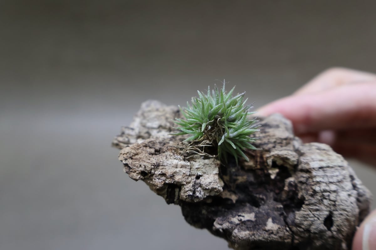 ◆ 超メルカリ市限定　アエラントス　テディベア　特大全球タイプ　132 アエラントス テディベア 85号 | air-plants TENGU-DO