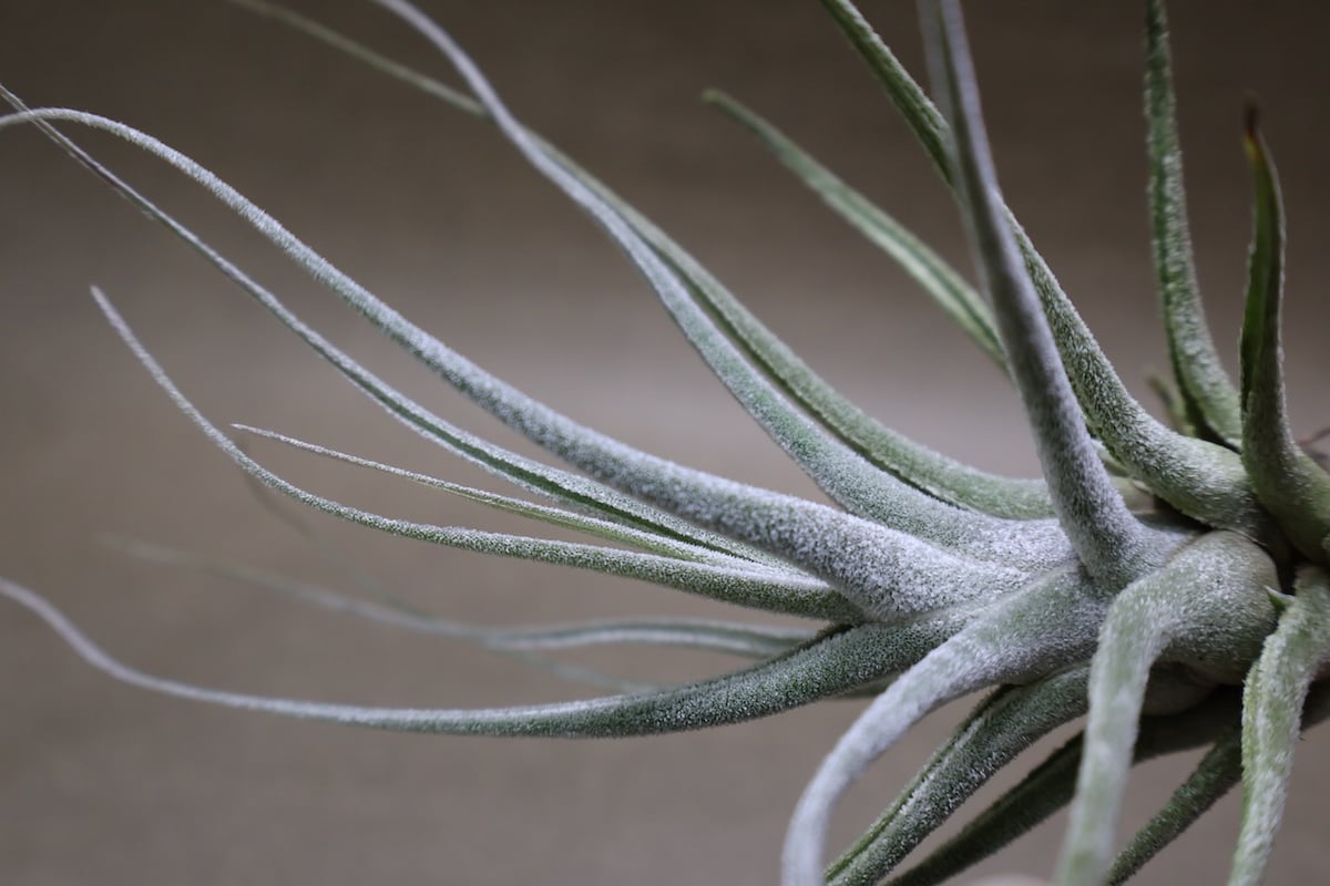エーレルシアナ 51号 | air-plants TENGU-DO