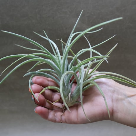 CATEGORY 交配種 | air-plants TENGU-DO