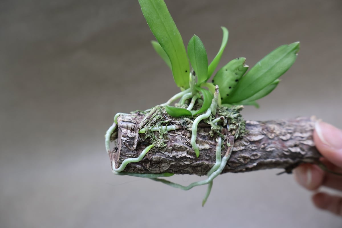 カシノキラン縞 カシノキラン縞 カシノキラン縞 カシノキラン 65号 | air-plants TENGU-DO