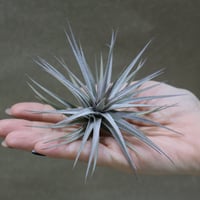 ブルボーサ ジャイアント70号 | air-plants TENGU-DO