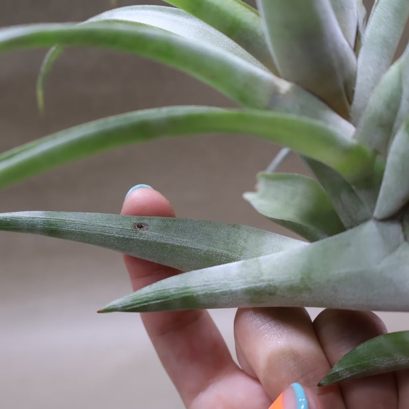 フレクスオーサ ヴィヴィパラ 27号 | air-plants TENGU-DO