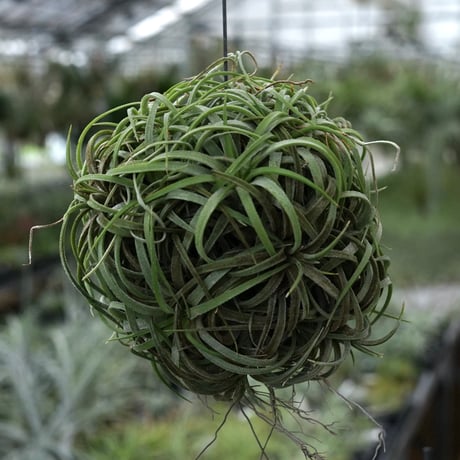 CATEGORY 品種名：I/J/K/L | air-plants TENGU-DO