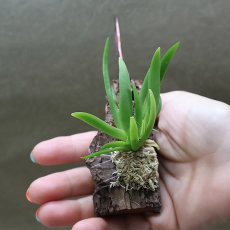 air-plants TENGU-DO