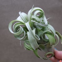 カーリースリム （インターメディア×ストレプトフィラ）152号