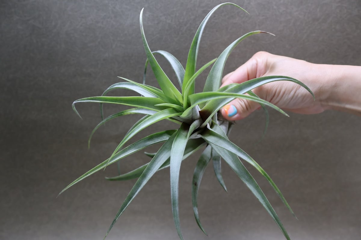 フレクスオーサ ヴィヴィパラ 27号 | air-plants TENGU-DO