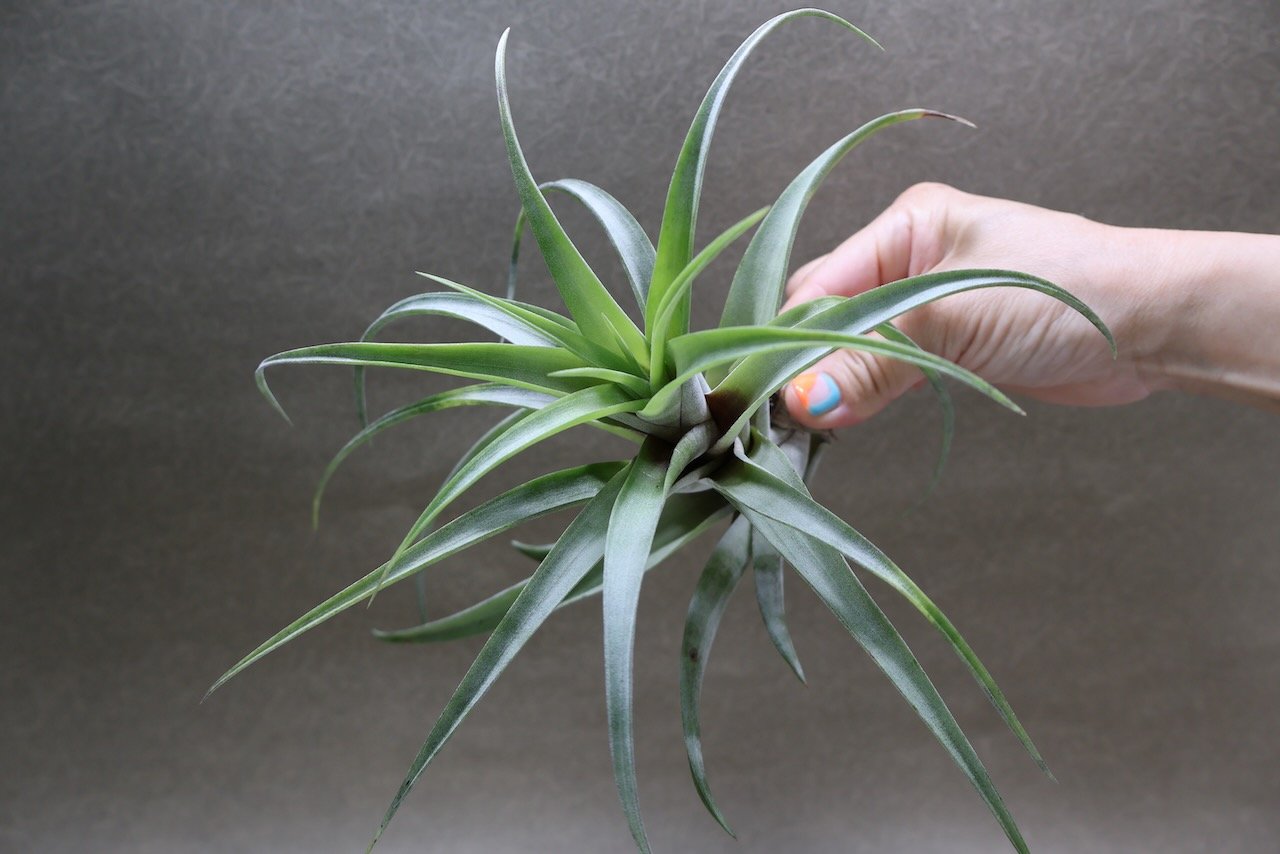 フレクスオーサ ヴィヴィパラ 27号 | air-plants TENGU-DO
