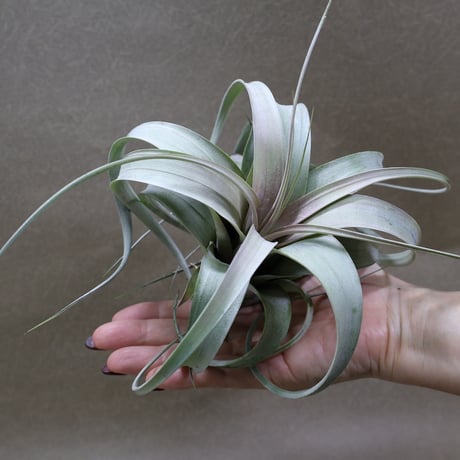 CATEGORY 交配種 | air-plants TENGU-DO