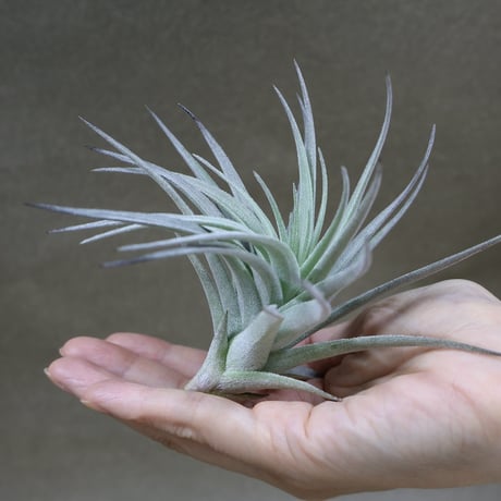 CATEGORY 交配種 | air-plants TENGU-DO