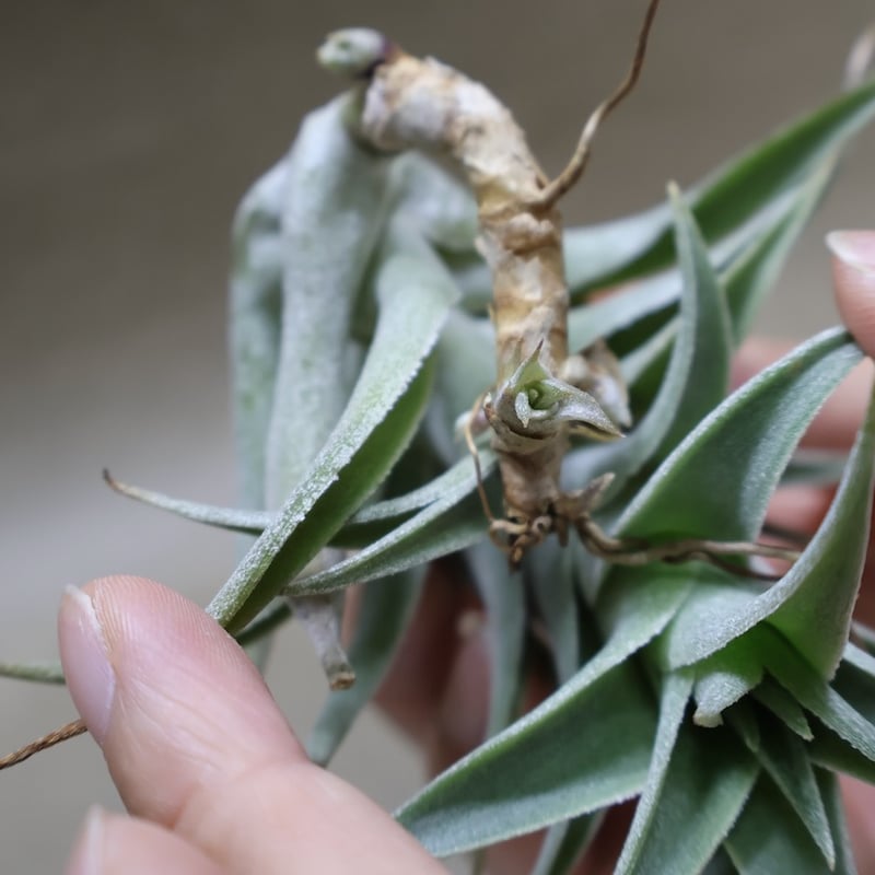エディシアエ 72号 | air-plants TENGU-DO