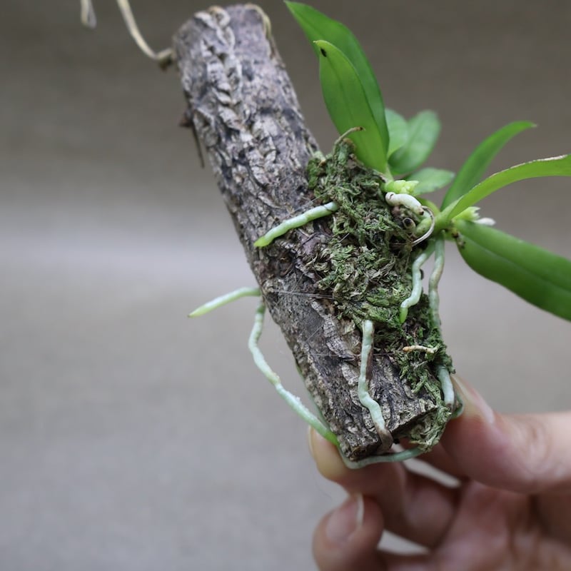 カシノキラン 65号 | air-plants TENGU-DO