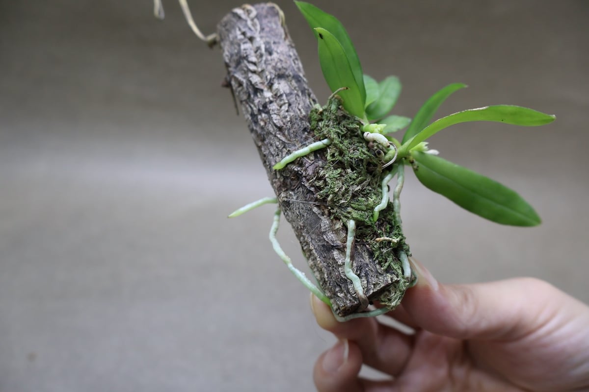 カシノキラン 65号 | air-plants TENGU-DO