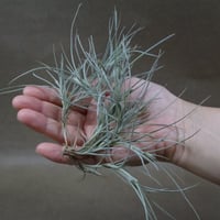 ローランドゴッセリニー × イオナンタ 02号 | air-plants TENGU-DO