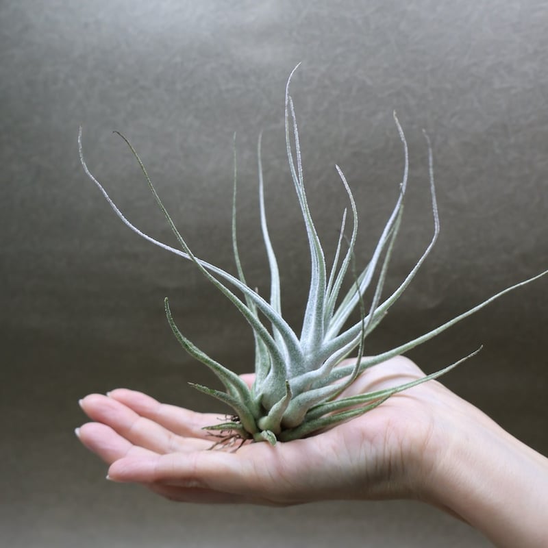 エーレルシアナ 51号 | air-plants TENGU-DO