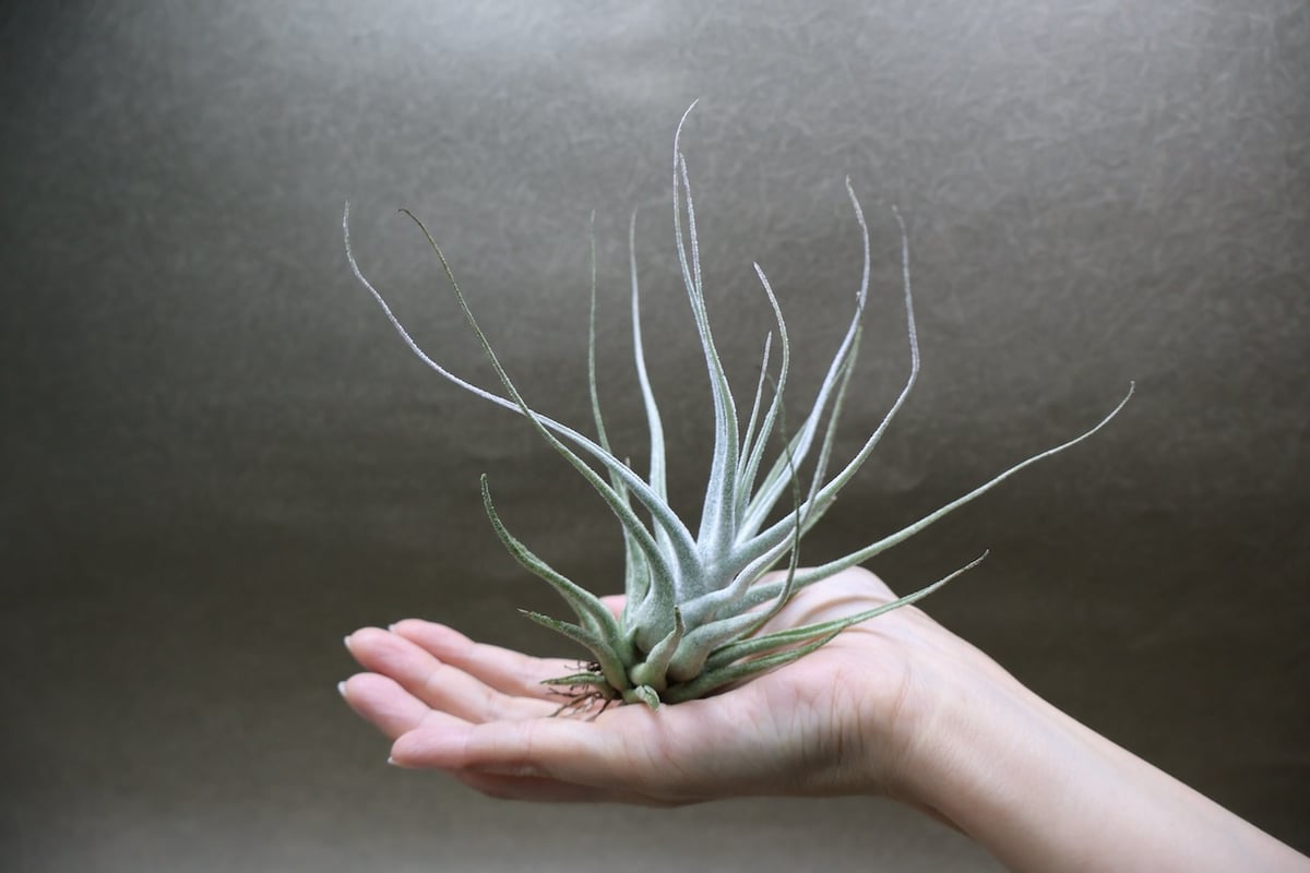 エーレルシアナ 51号 | air-plants TENGU-DO