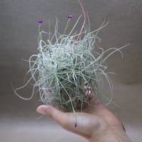 レクルビフォリア サブセクンディフォリア クランプ 09号 | air-plants
