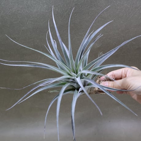 air-plants TENGU-DO