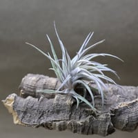 キセログラフィカ × イオナンタバンハイニンギー 07号 | air-plants