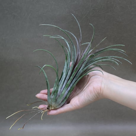 CATEGORY 交配種 | air-plants TENGU-DO