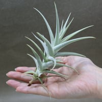 ラブノット（カピタータ×ストレプトフィラ）83号 | air-plants TENGU-DO