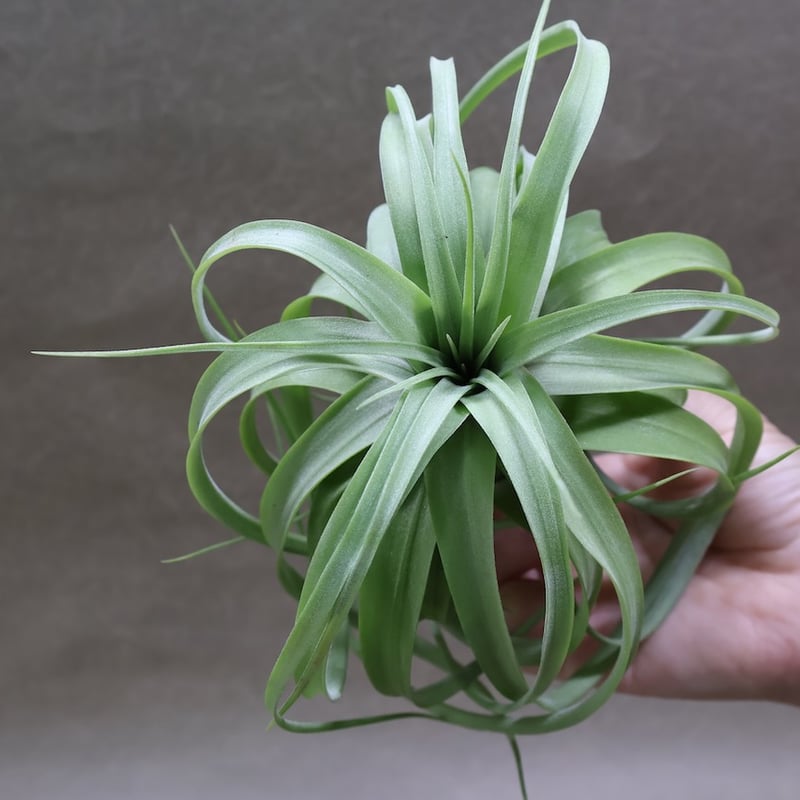 ブラキカウロス×ストレプトフィラ 113号 | air-plants TENGU-DO