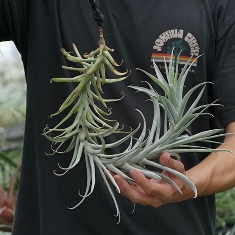 air-plants TENGU-DO