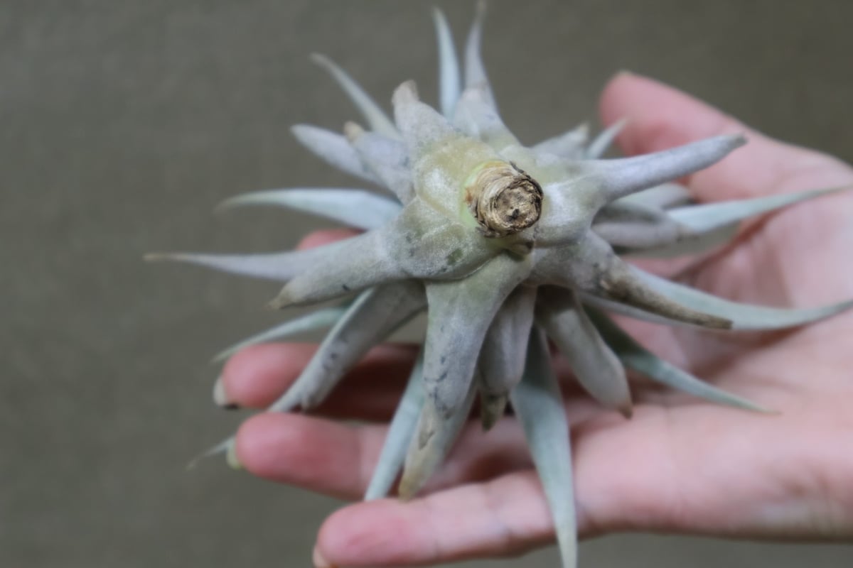 ホンジュレンシス 10号 | air-plants TENGU-DO