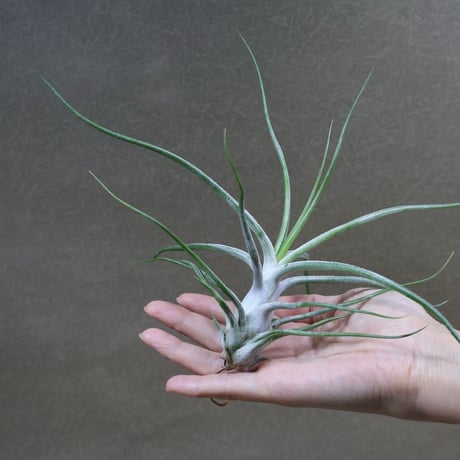 CATEGORY 交配種 | air-plants TENGU-DO
