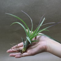 セレリアナ ミニパープル 11号 ※送料込 | air-plants TENGU-DO