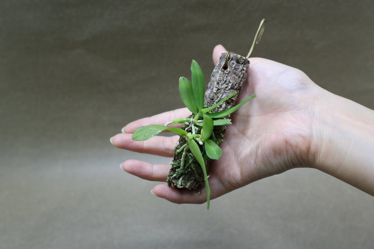 カシノキラン縞 カシノキラン縞 カシノキラン 65号 | air-plants TENGU-DO