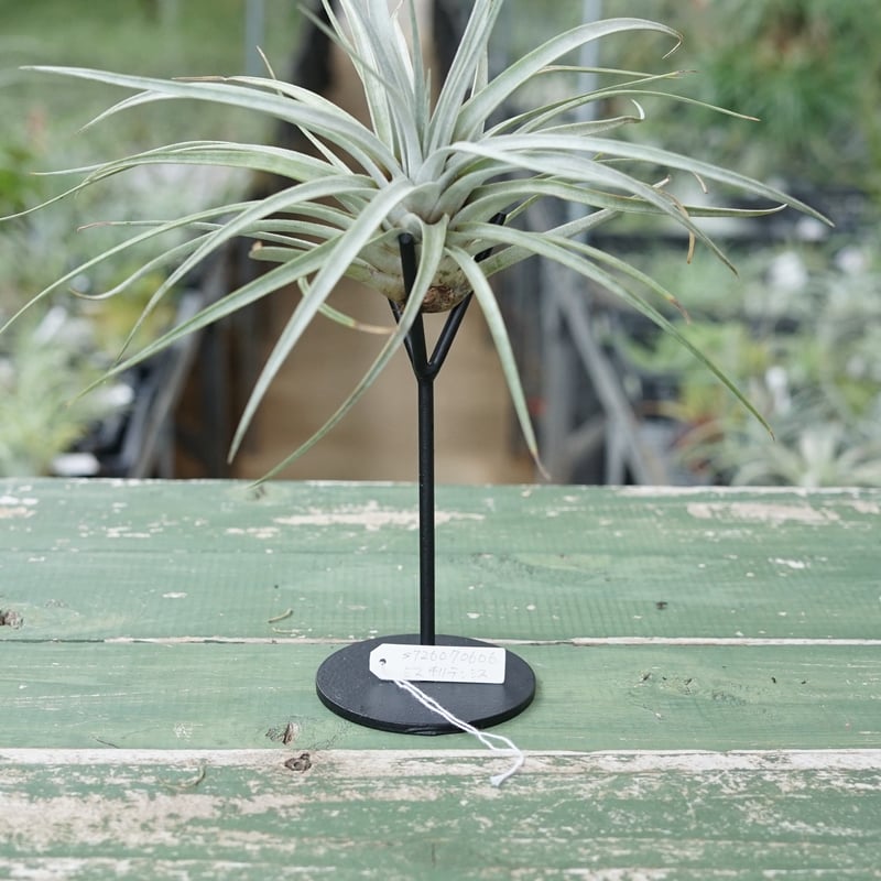 スタッフ特選】ミマ チリテンシス | air-plants TENGU-DO