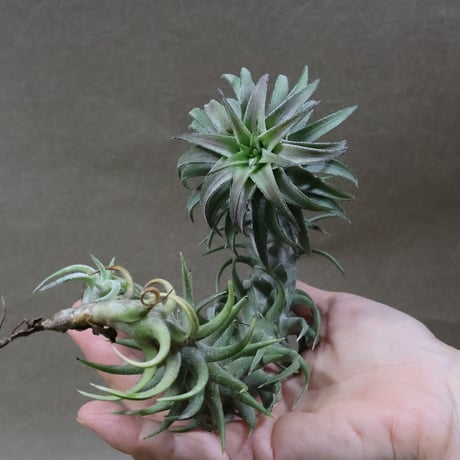 CATEGORY エアープランツ（ティランジア） | air-plants TENGU-DO
