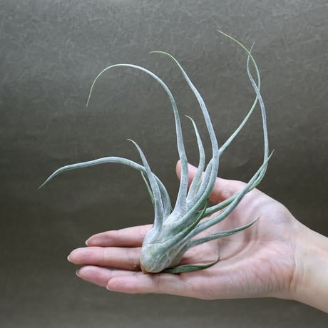 CATEGORY エアープランツ（ティランジア） | air-plants TENGU-DO